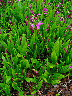 Stauden der Bletilla striata