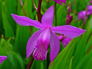 Blüte der Bletilla striata