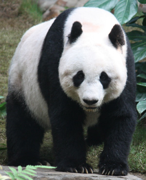 Grosser Panda