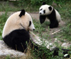 Panda Nationalsymbol Chinas