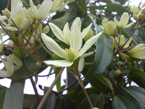 Clematis armandii
