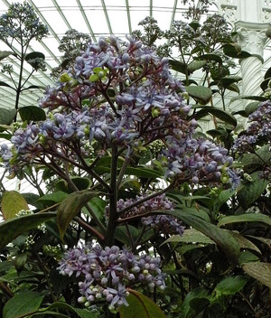 Dichroa febrifuga
