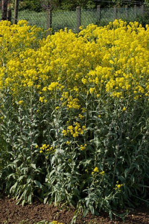Isatis-tinctoria - Färberwaid