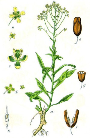 Isatis tinctoria - Pflanzenteile