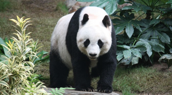 Sichuan – 四川 – Heimat der Pandas