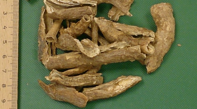 Wu Jia Pi – Acanthopanacis cortex radix