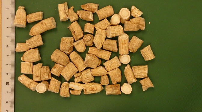 Ren Shen - Panacis ginseng radix