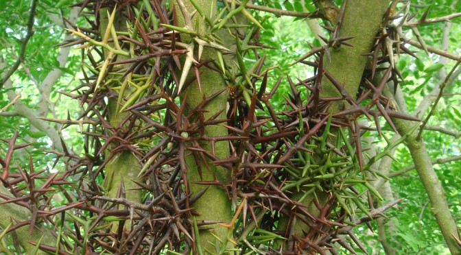 Gledatsia sinensis