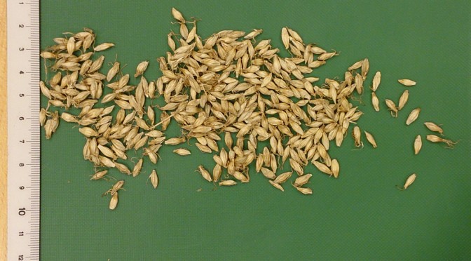 Mai Ya - Hordei fructus germinatus