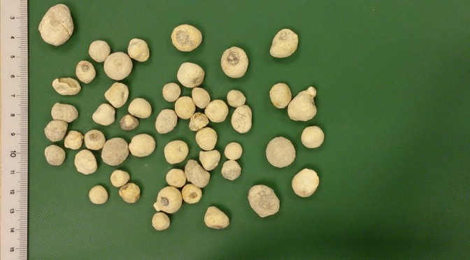 Ban Xia - Pinelliae rhizoma